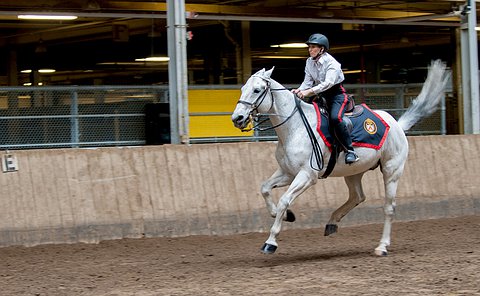 A woman in police uniform riding a white horse.