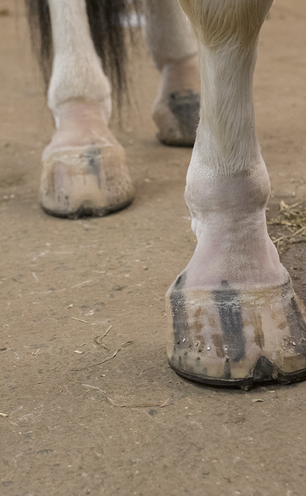 Horse feet